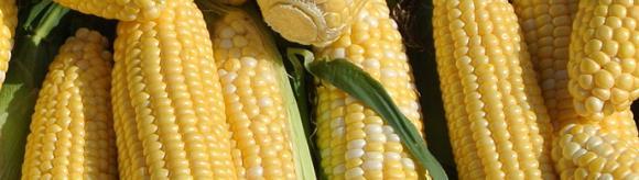 OUTLOOK FOR THE END OF FISCAL YEAR 2016-2017 FIELD SEEDS Challenges for the end of the fiscal year: Definitive evolution of corn and sunflower acreage Resistance to the persistent pressure on
