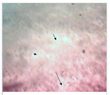 X 400 (Arrows Indicate Ferrite) Plate 2: Photomicrograph of Tempered Spring at 500⁰C.