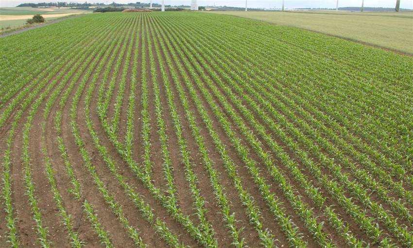 Result: Maize rows without overlap (photo: John