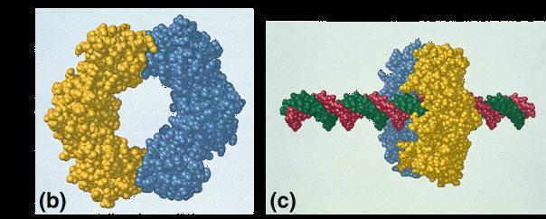 main DNA builder DNA polymerase I 20