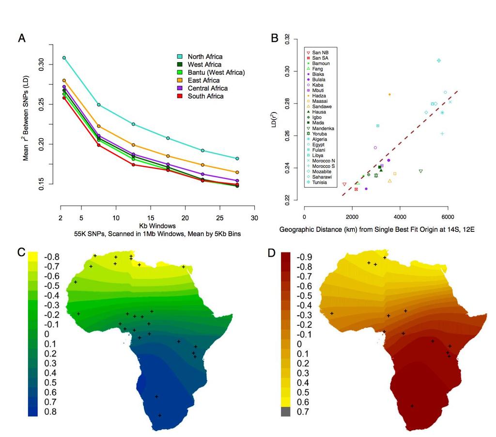 Pattern of LD in Human Populations LD in global populations LD increases outside of Africa Bottlenecks LD in African Populations Southern African origin for modern humans LD