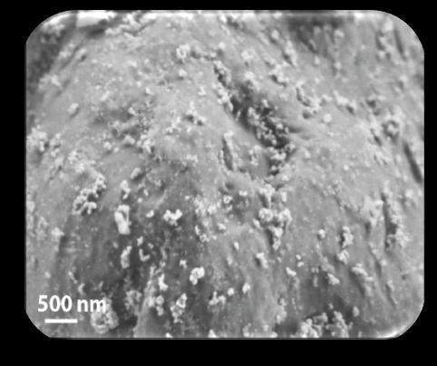 Nanoparticles are visible on surface of toner powder of