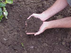 2. Loss in soil organic matter It plays a central role in maintaining key soil functions, an essential factor of erosion