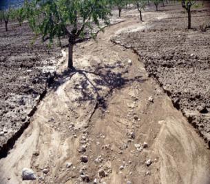 affecting soil erosion Lack of adequately plant