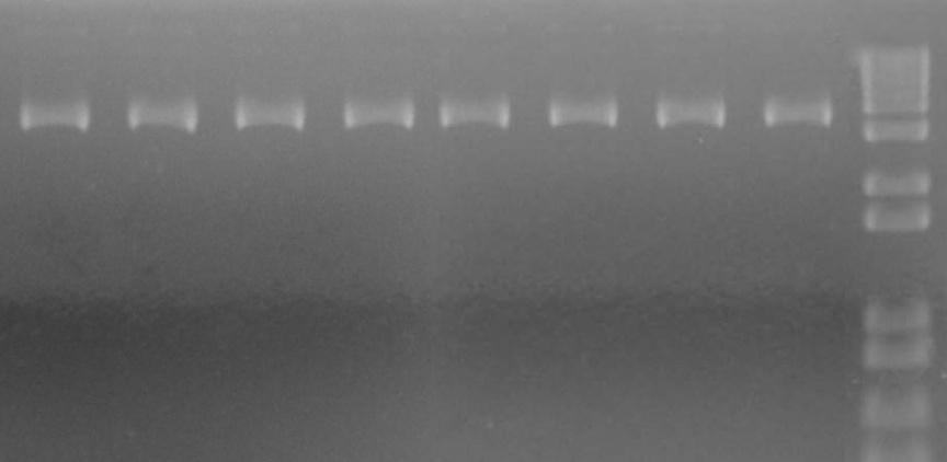 Figure 4: Analysis of plasmid DNA purified with Lysate Direct PhyTip columns Fig 4A Sample Yield Conc A26/A28 A26/A23 1 18.5 21 1.97 2.12 Fig 4B 2 19.4 28 1.98 2.2 3 18.5 24 1.95 1.97 4 16.5 188 1.