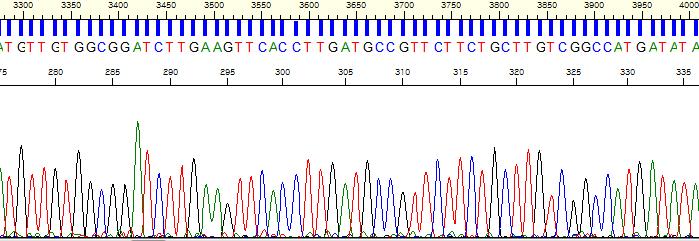 Figure 5: Sequencing Analysis with Lysate Direct PhyTip column purification method Fig 5A Fig 5B Figure 5 Sequencing Analysis with Lysate Direct PhyTip column purification method.
