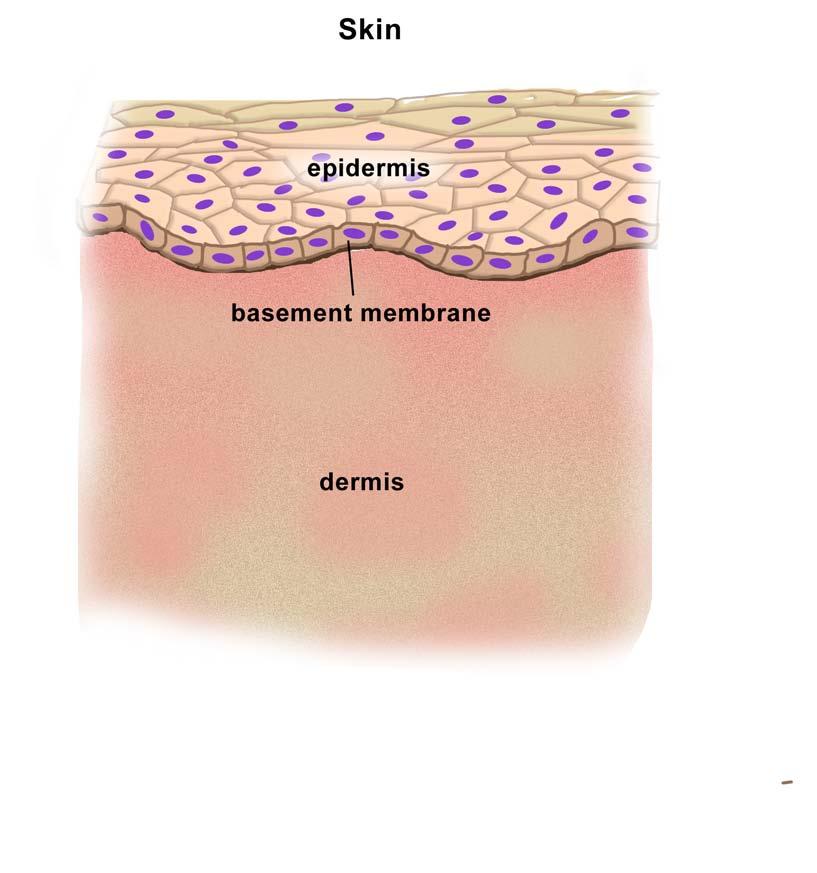 The tissue triad in skin and nerves