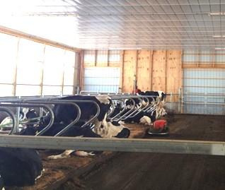 Knight Dairy Farm Looks to the Future John and Laura Knight milk 65 registered Holsteins in a tie stall barn in Chautauqua County.