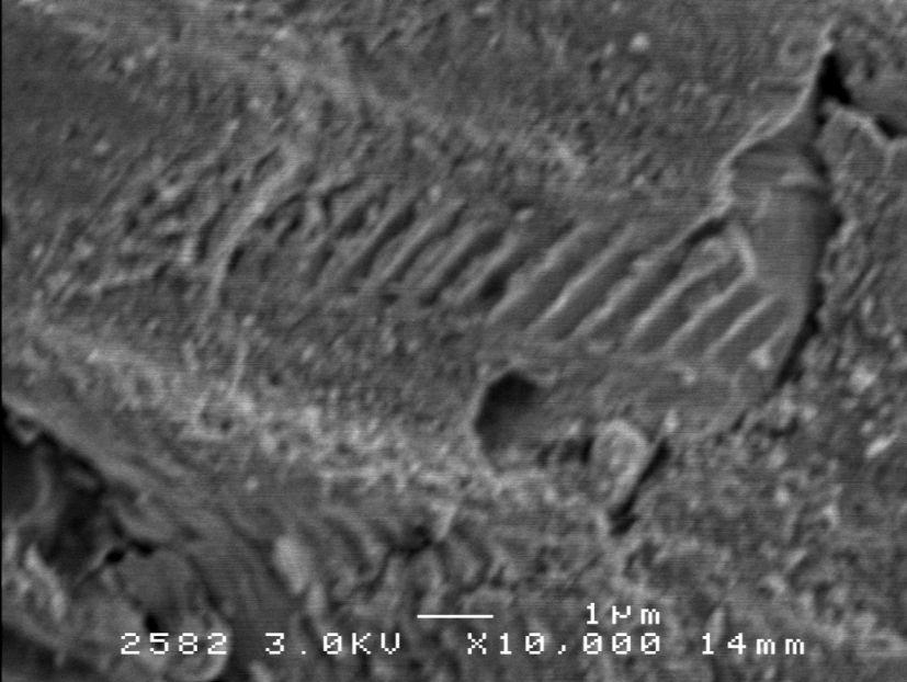 (d) Striations on the fracture surface of a E-SAC387 joint in the test assembly C [Paper V].