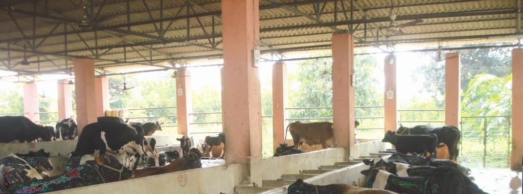 Impact Analysis Study of National Project For Cattle and Buffalo Breeding (NPCBB)-Phase II in