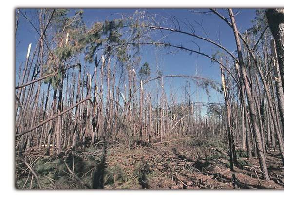 Forest Protection and Health Ice storms: The 2000/2001 ice storms destroyed thousands of acres of profitable timber and landscape trees in five Northeast Texas counties.