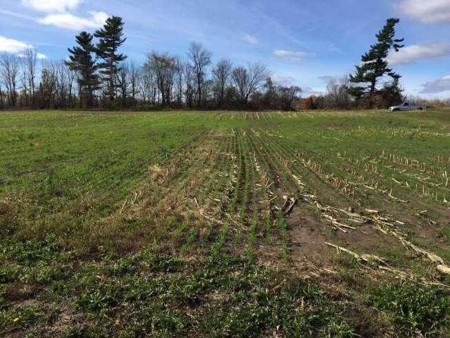 2016 Cereal Rye Variety Trial Dr.