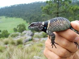 Examples / Ecosystems: broader coverage Erosion of Lizard Diversity by Climate Change and Altered Thermal Niches Since 1975, we estimate that 4% of local populations have gone extinct