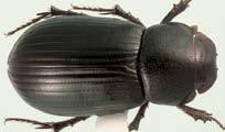 Beetle Species Identified Dung beetles belong to the Order Coleoptera and most are members of the Family Scarabaeidae.