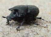 Aphodius badipes ( big black beetle ) an all black scarab beetle greater than 1 cm long with fossorial legs Aphodius fimetarius (