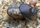 Aphodius granarius ( small black beetle ) an all black, non-native scarab beetle of European origin; less than 5 mm long, with