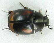 with fossorial legs Onthophagous hecate an all black scarab beetle less than 1 cm long, with fossorial legs, exhibiting sexual