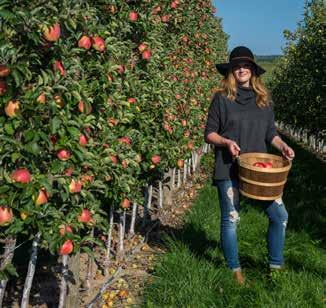 APPLE PICKING PILLAR 3: MARKET RESEARCH AND TRACKING The Action Plan is measurable.