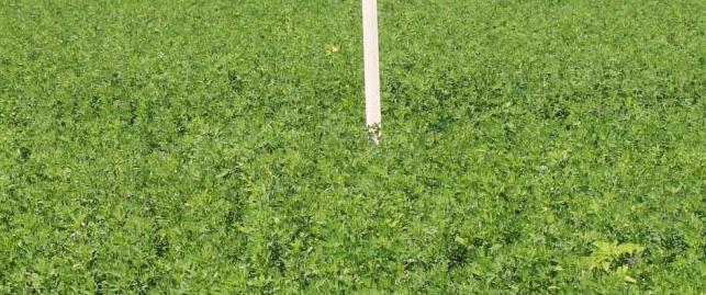 Herbicide injury to alfalfa Variable across herbicides, but only first cut Pursuit,