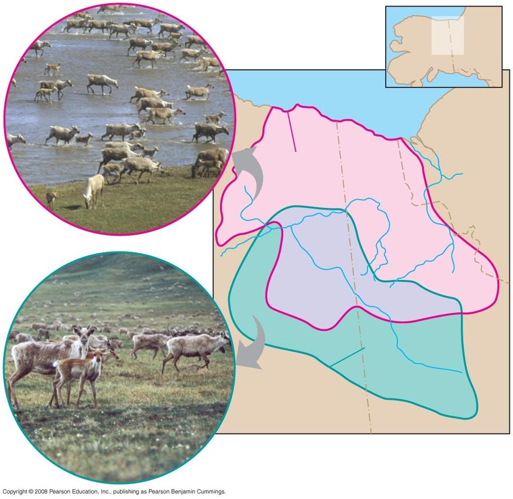 Fig. 23-5 Porcupine herd MAP AREA Beaufort Sea