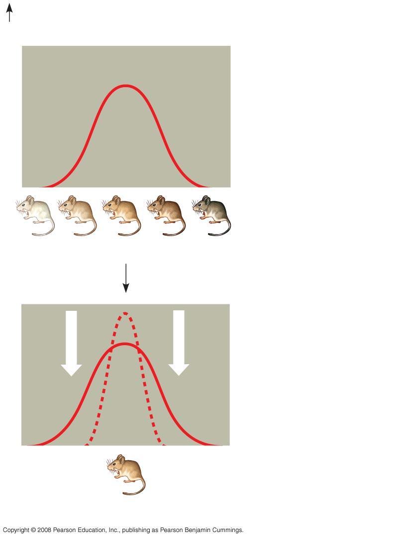 Fig. 23-13c Original population Phenotypes (fur