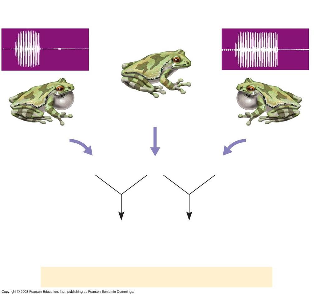 Fig. 23-16a EXPERIMENT SC male gray tree frog Female gray tree frog SC sperm Eggs LC sperm LC male gray