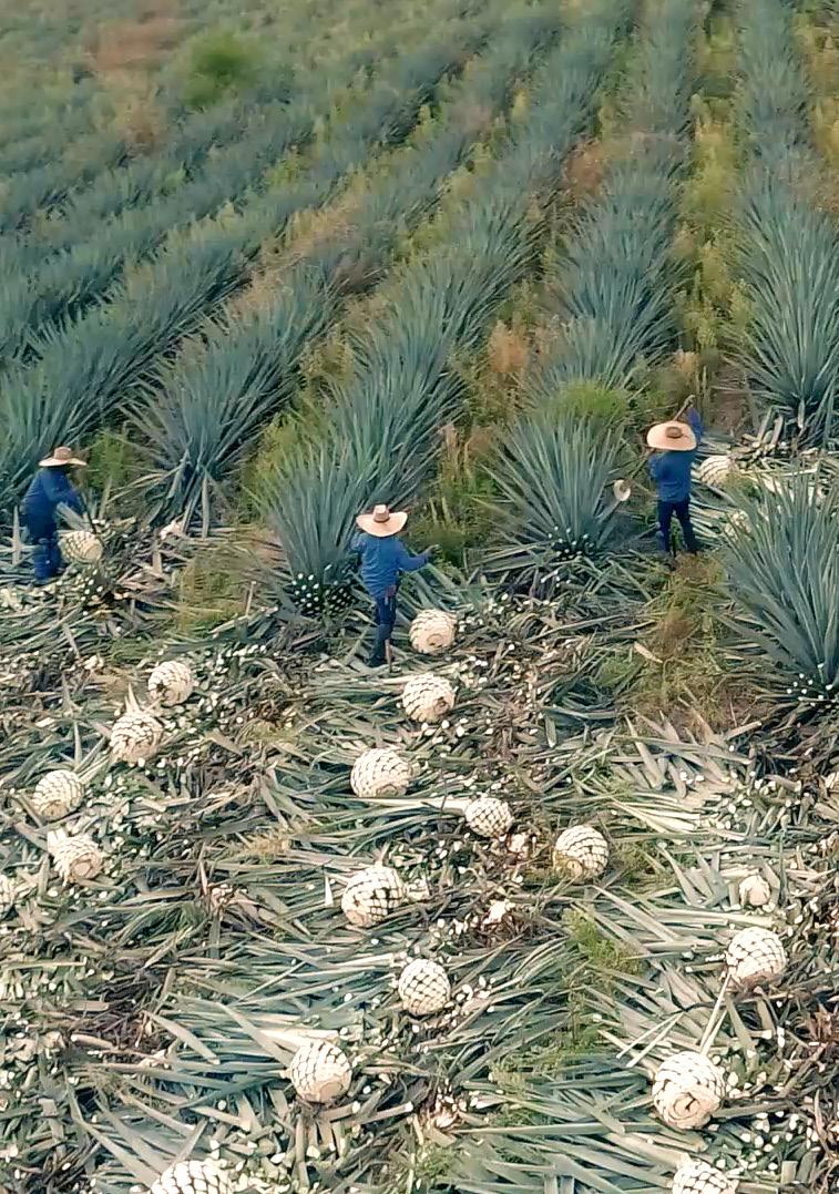 STRATEGY IN ACTION AGAVE Tequila (e.g.
