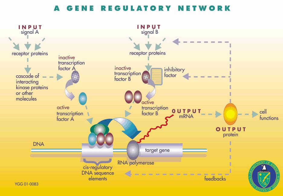 Gene expression Gene expression is the process by which information from a gene is used in the synthesis of a