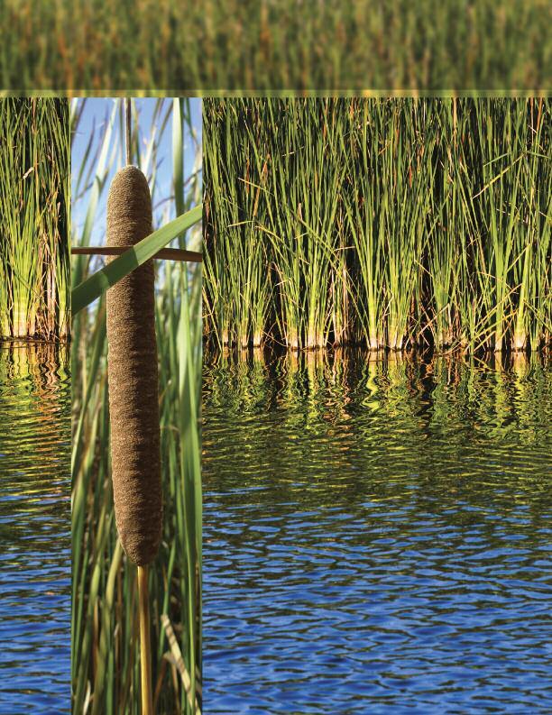 Netley-Libau Nutrient-Bioenergy Project Harvesting cattail provides a Lake Friendly