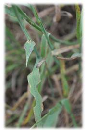damage on timothy grass and host species of the armyworm.