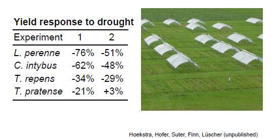 Using grass-legume mixtures for adaptation Drought resistance of grass-legume mixtures Mixed legumes seem to be largely drought resistant Grass-legume