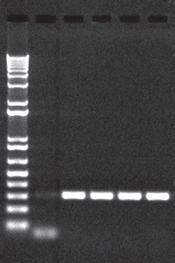 Following the initial denaturing step during PCR, the protein is inactivated and the primers are free to participate in the amplification reaction.