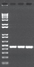 High specificity and sensitivity 6X increased accuracy compared to Taq DNA Polymerase Generate amplicons as large as 35 kb HotStart-IT FideliTaq TM DNA Polymerase 71155 50 units $40.00 250 units $160.