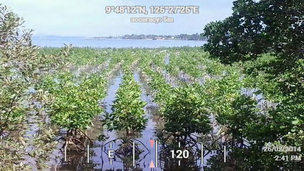 2011 Mangrove Plantation Lipata, Surigao City,
