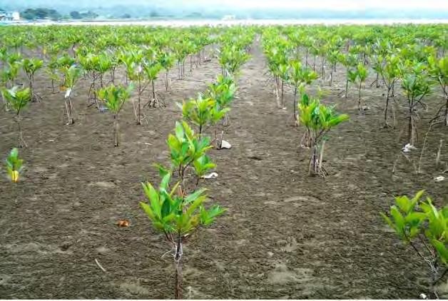 2012 NGP Mangrove Plantation