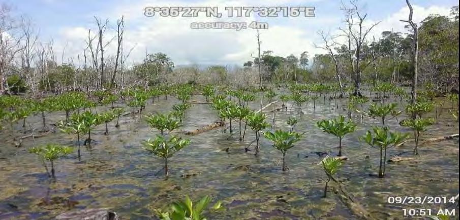 2011 Mangrove Plantation Brgy.
