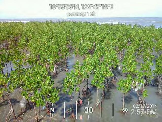 2011 Mangrove Plantation