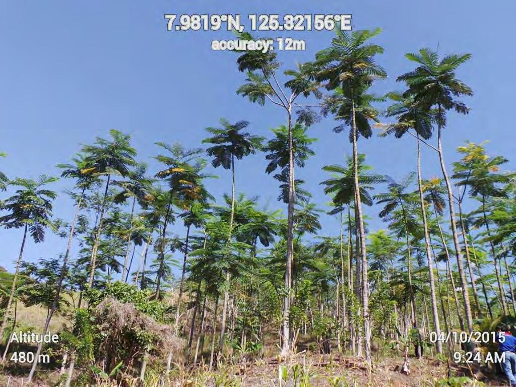 2011 Brazilian Fire tree Plantation Tugop, San