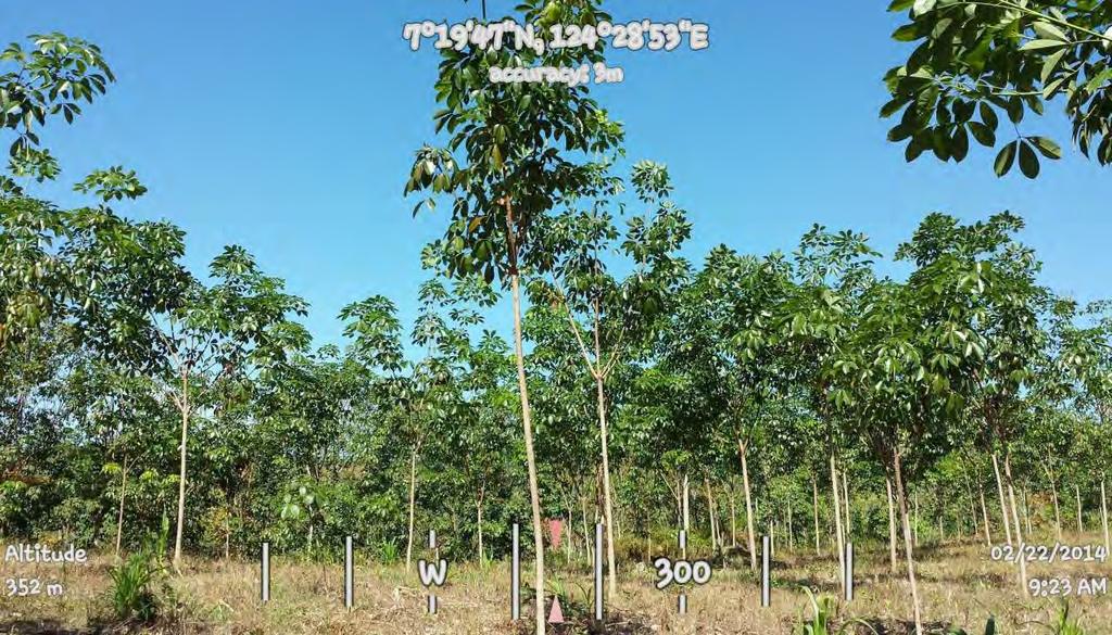 2011 Rubber tree plantation Kimarayag,