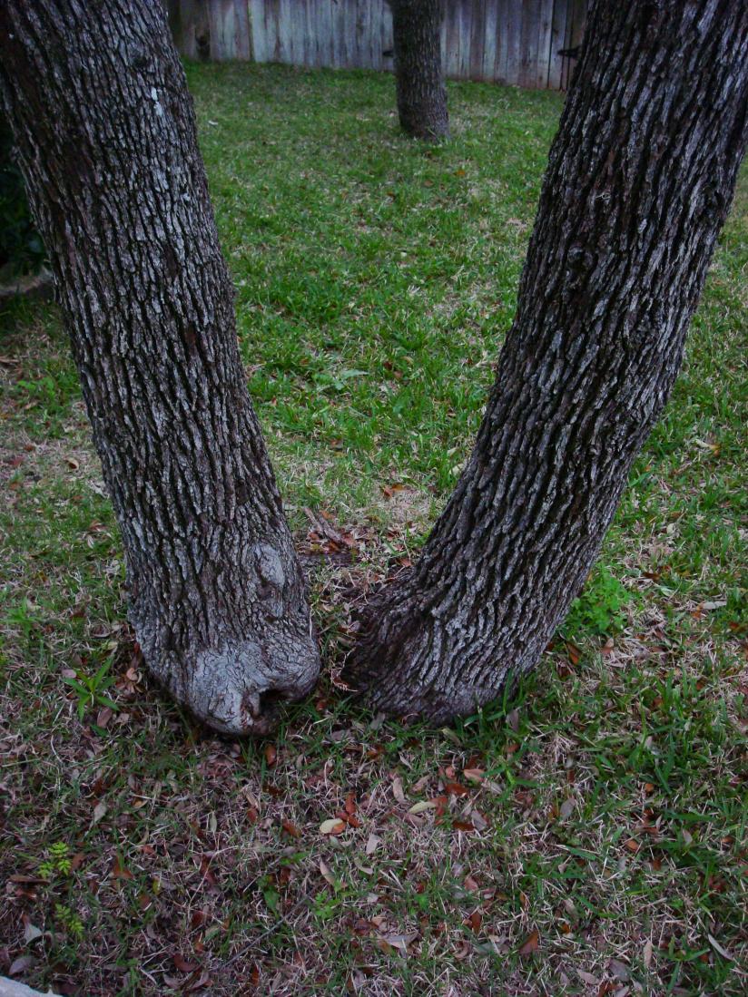 MEASURING MULTI-TRUNK TREES These trunks may appear to be two separate trees but