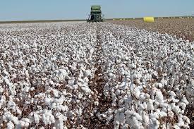 Lint cotton separated from cottonseed is pressed