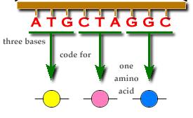 acid. Only 4 of the 20 types of amino acids would be coded unambiguously by a singlet code (Table). In a two-letter or doublet code two bases would specify one amino acid.