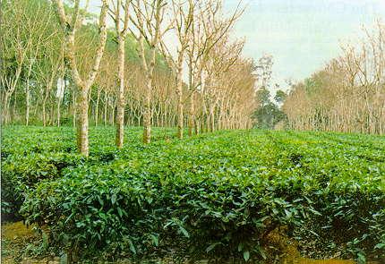 Agroforestry 0-1 Mg C/(ha yr), but many studies did not find significant