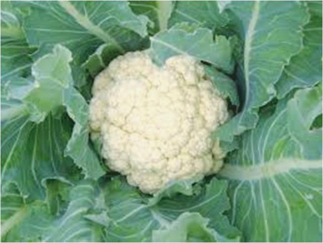 Report on The Productivity Survey of Cauliflower Crop 2014 Productivity Assessment Survey of Different