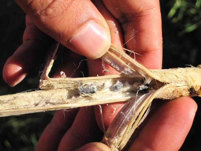 Reasons for high levels of Sclerotinia Gradual build-up of inoculum over the years Tighter rotations