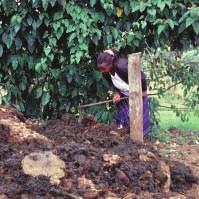 Manure Management in the