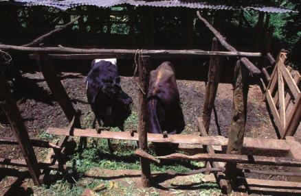Plate 1. A typical zero-grazing unit in Central Kenya.