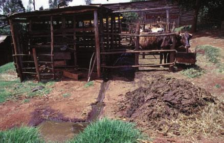Plate 3. Improved zero-grazing unit in Central Kenya featuring urine/slurry collection channel and sump. Faeces are cleaned from concrete floor each day and piled separately. limited labour resources.
