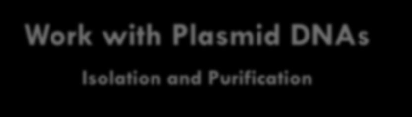 Work with Plasmid DNAs Isolation