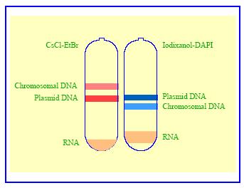 mitochondrial DNA below, are